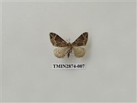 藏品(尺蛾602)的圖片